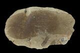 Fossil Fern (Macroneuropteris) Pos/Neg - Mazon Creek #121169-2